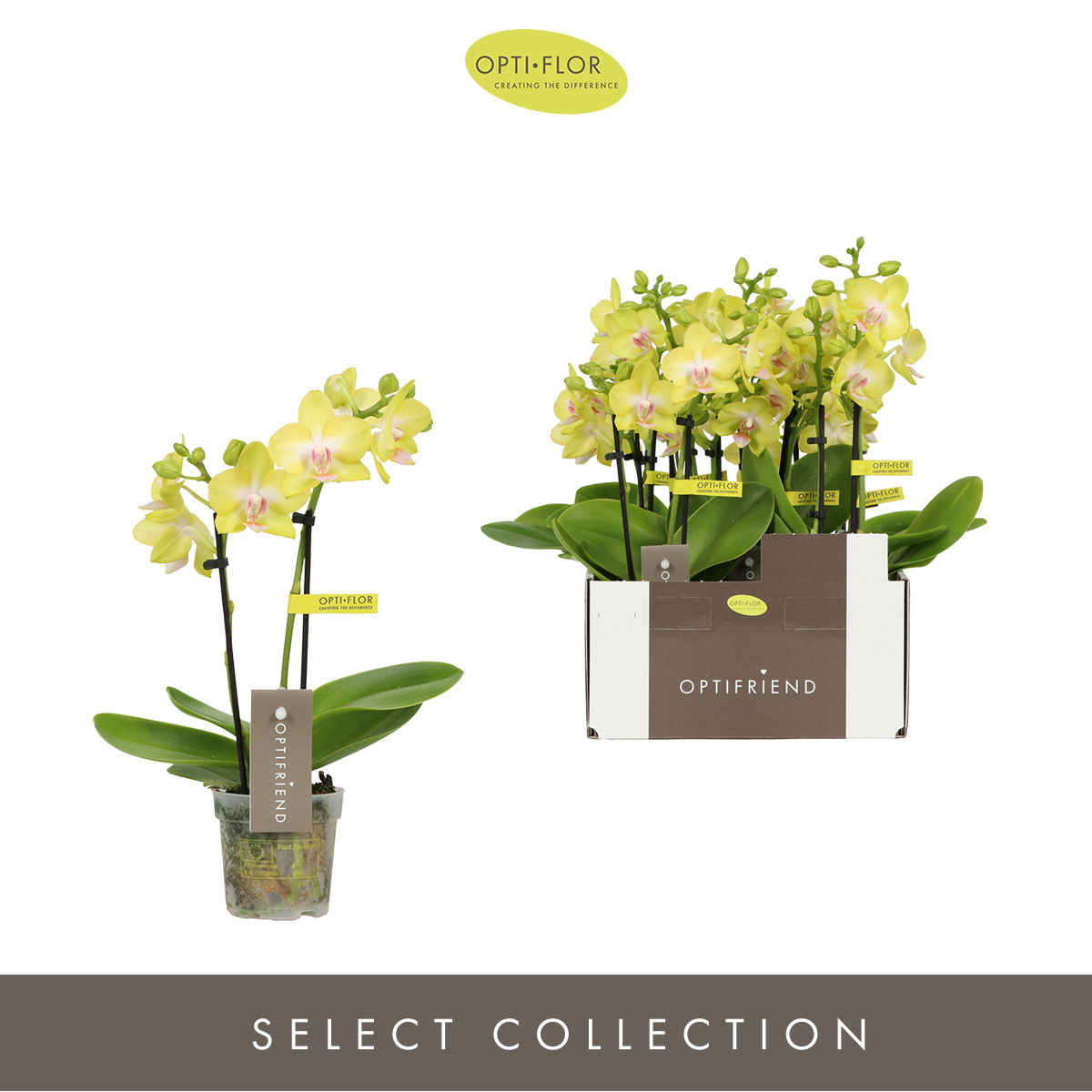 Planta naturala 2-Branches Yellow H25cm Phalaenopsis Multiflora Optifriend Suzy PS7/ in pamant