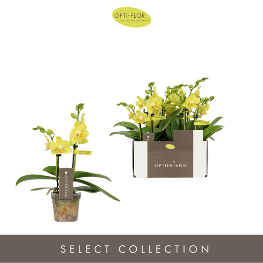 Planta naturala 2-Branches Yellow H25cm Phalaenopsis Multiflora Optifriend Vayenne PS7/ in pamant