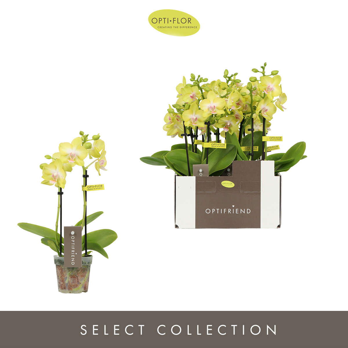 Planta naturala 2-Branches Yellow H25cm Phalaenopsis Multiflora Optifriend Yellow PS7/ in pamant