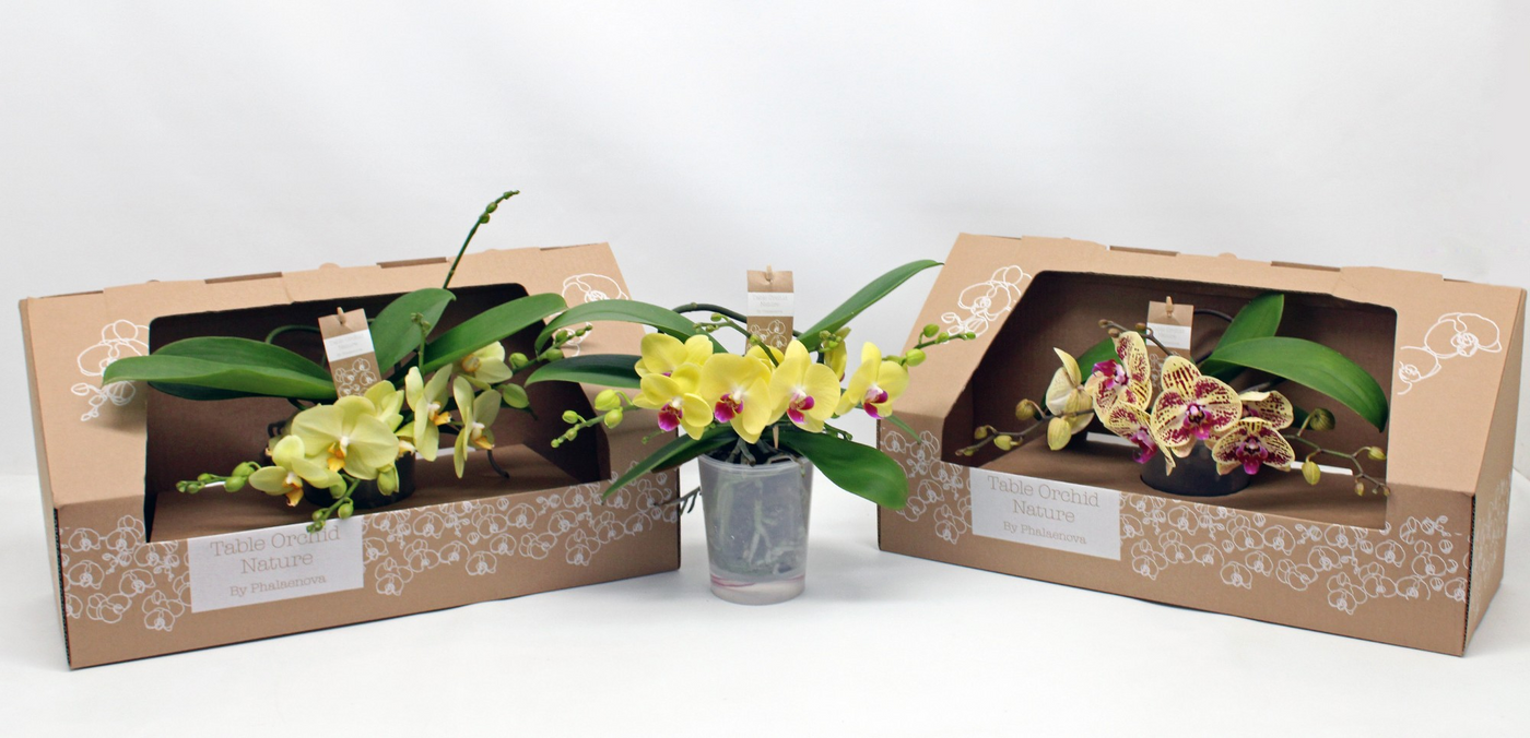 Planta naturala 2-Branches Yellow H35cm Phalaenopsis Table Orchid PS12/ in pamant