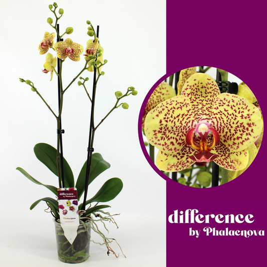 Planta naturala 2-Branches Yellow H60cm Phalaenopsis Fancy Freckles PS12/ in pamant