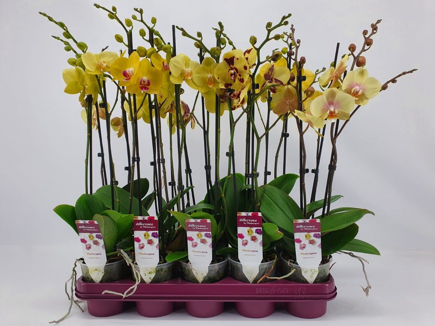Planta naturala 2-Branches Yellow H60cm Phalaenopsis Geel mix PS12/ in pamant