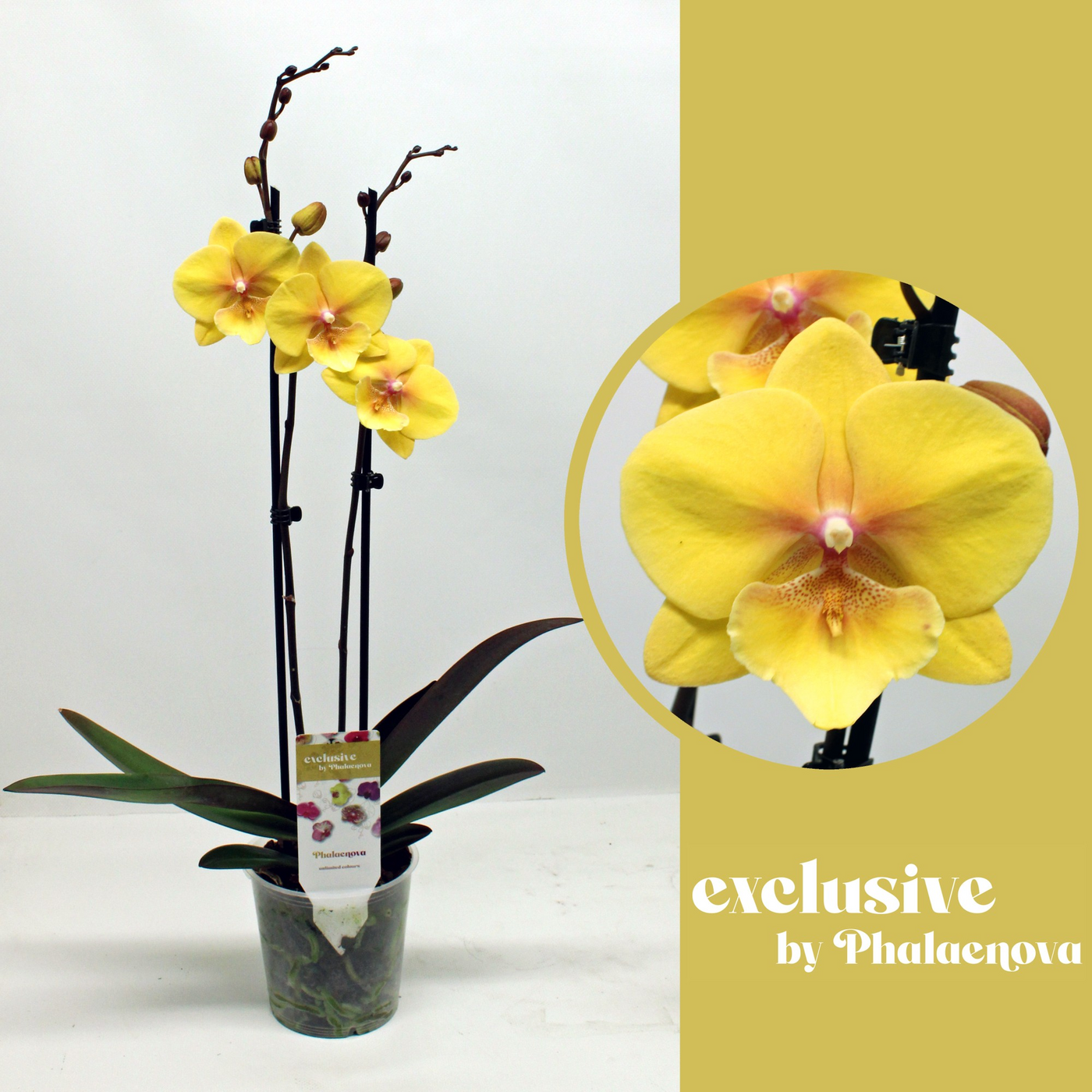 Planta naturala 2-Branches Yellow H60cm Phalaenopsis Gloria PS12/ in pamant