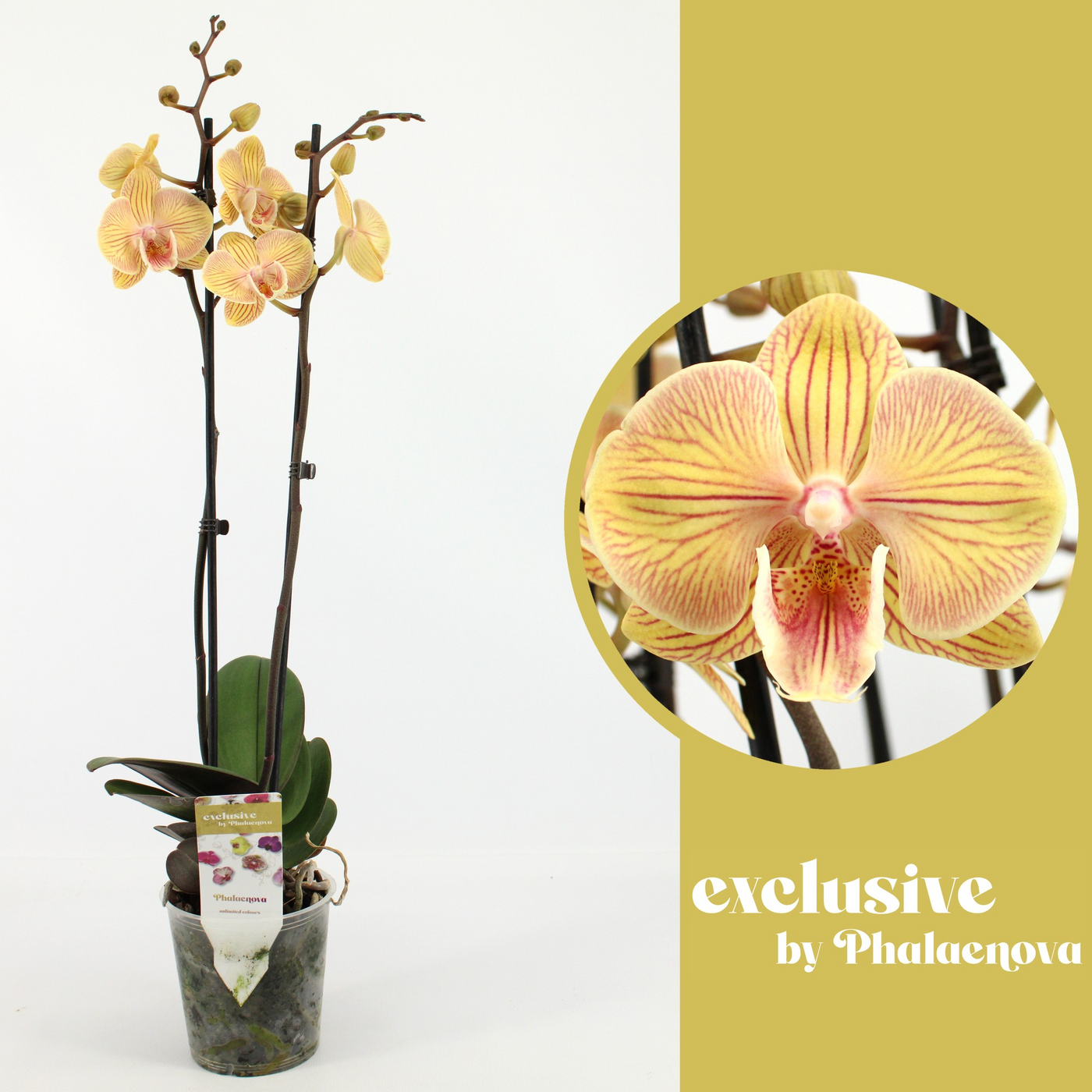 Planta naturala 2-Branches Yellow H60cm Phalaenopsis Karen Big Lip PS12/ in pamant