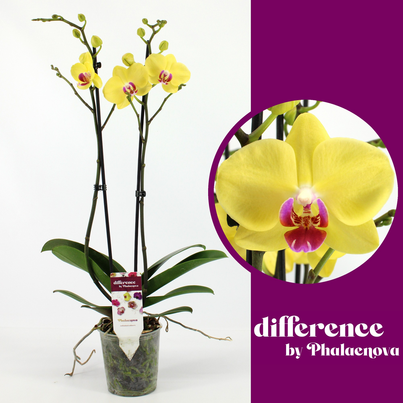 Planta naturala 2-Branches Yellow H60cm Phalaenopsis Limelight PS12/ in pamant