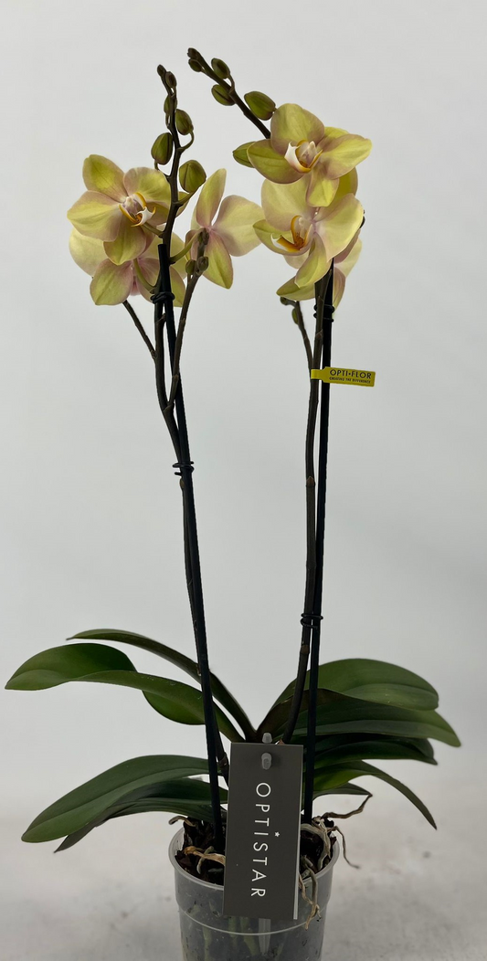 Planta naturala 2-Branches Yellow H60cm Phalaenopsis Optistar Shakira PS12/ in pamant
