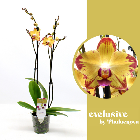 Planta naturala 2-Branches Yellow H60cm Phalaenopsis Papagayo PS12/ in pamant