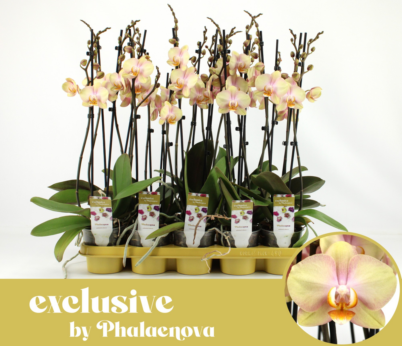 Planta naturala 2-Branches Yellow H60cm Phalaenopsis Sparks PS12/ in pamant