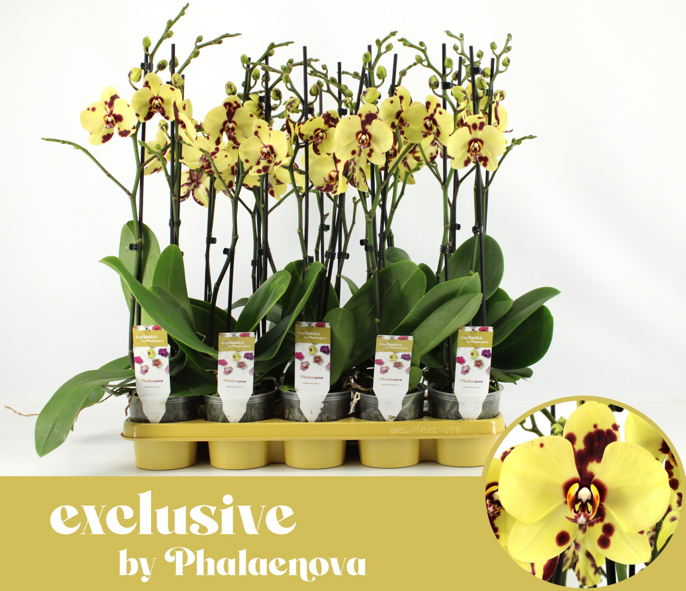 Planta naturala 2-Branches Yellow H70cm Phalaenopsis Romee PS12/ in pamant