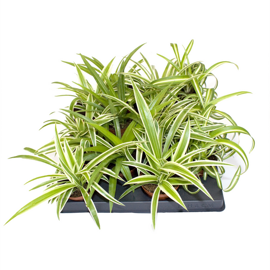Planta naturala 2 Varieties H10cm Chlorophytum laxum mix PS6/ in pamant