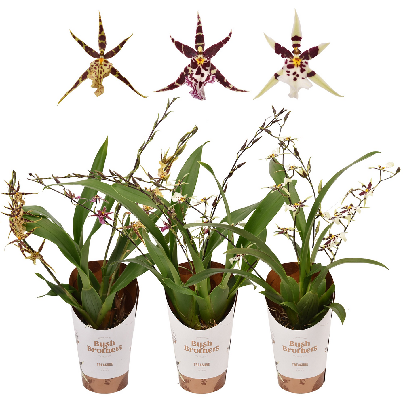 Planta naturala 3-4-branches H25cm Brassia Titanium Treasure mix PS9/ in pamant