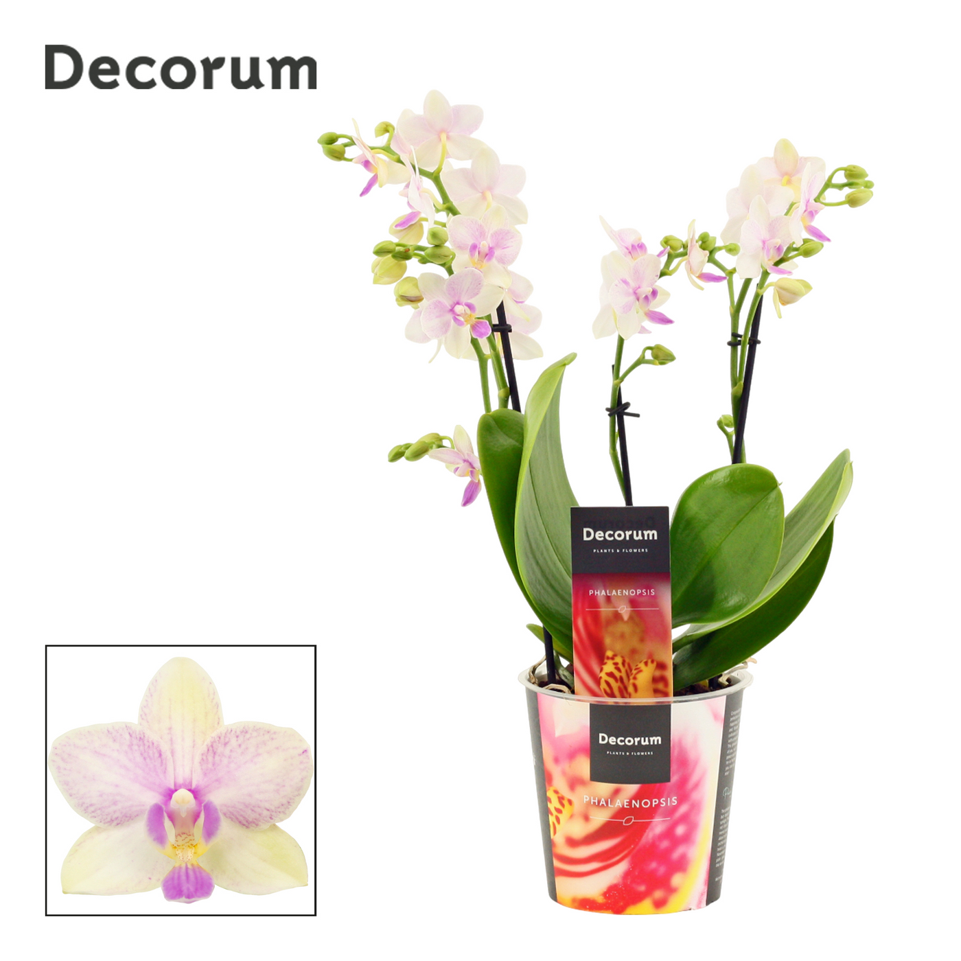 Planta naturala 3-4 branches H35cm Phalaenopsis dazzling Blossom bliss PS12/ in pamant
