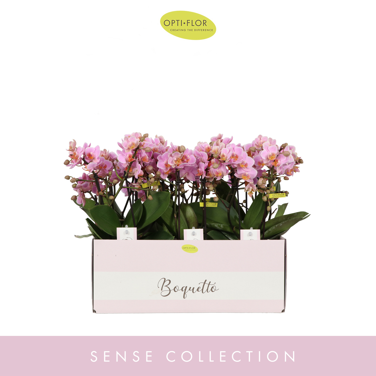 Planta naturala 3-5 Branches Pink H35cm Phalaenopsis Multifloratypes Boquetto Romantico PS12/ in pamant