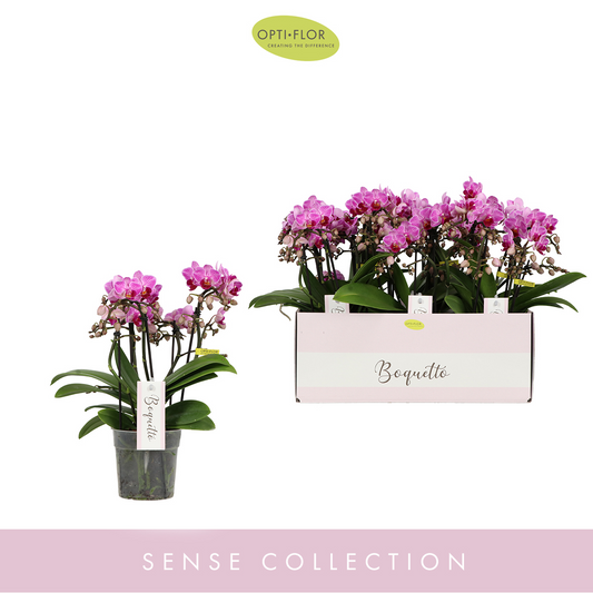 Planta naturala 3-5 Branches Purple H35cm Phalaenopsis Multiflora Boquetto Delight PS12/ in pamant