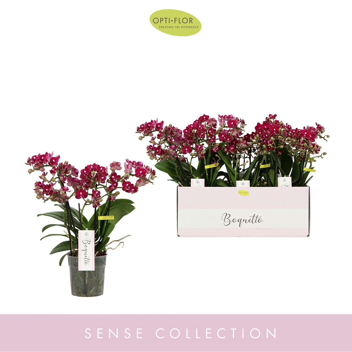Planta naturala 3-5 Branches Red H35cm Phalaenopsis Multifloratypes Boquetto Temptation PS12/ in pamant