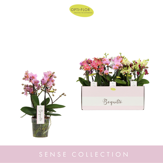 Planta naturala 3-5 Branches Various colours H35cm Phalaenopsis Multiflora Boquetto mix PS12/ in pamant