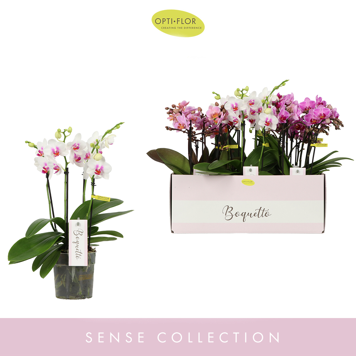 Planta naturala 3-5 Branches Various colours H35cm Phalaenopsis Multiflora Boquetto Pinko mix PS12/ in pamant