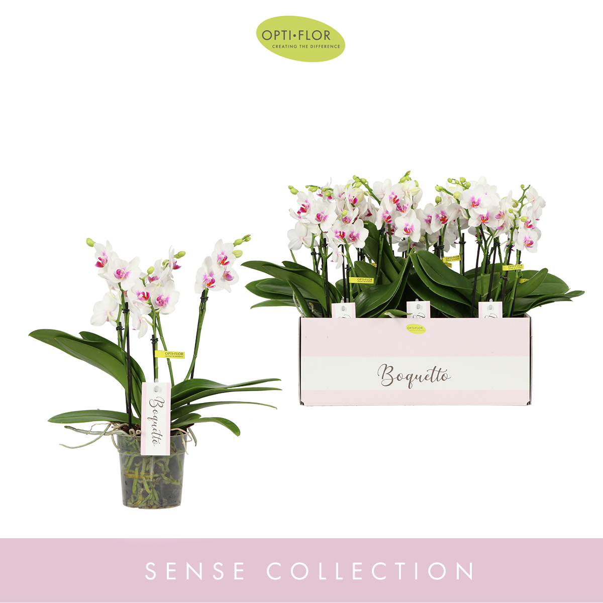 Planta naturala 3-5 Branches White H40cm Phalaenopsis Multiflora Boquetto Passione PS12/ in pamant