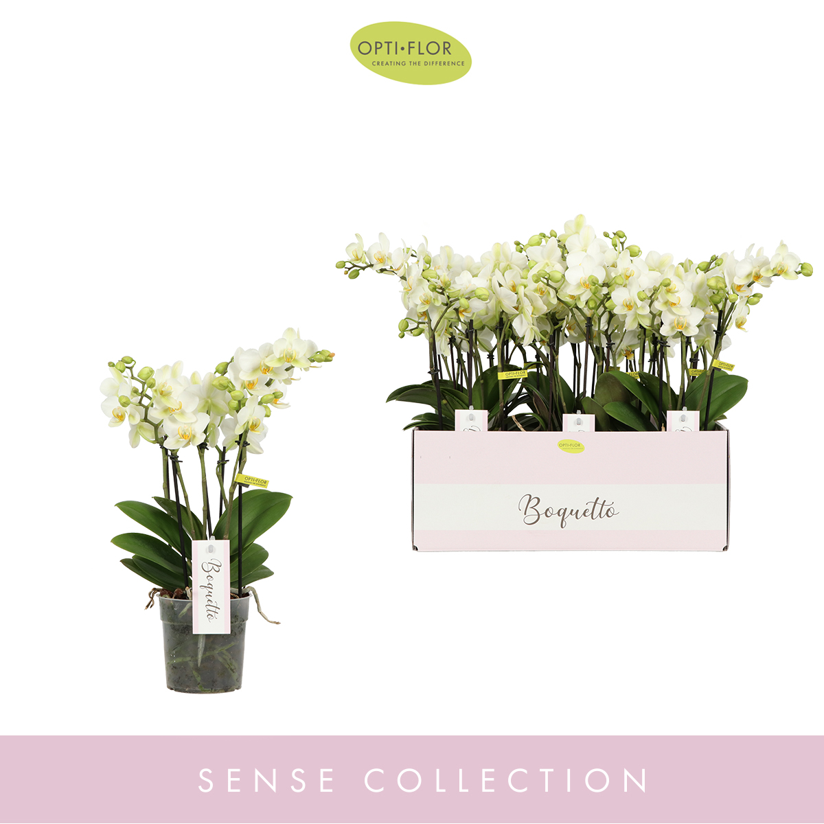 Planta naturala 3-5 Branches White H45cm Phalaenopsis Multiflora Boquetto Beauty PS12/ in pamant