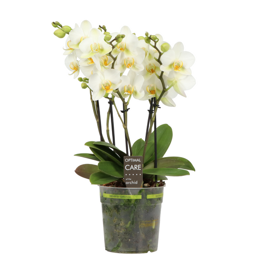 Planta naturala 3-5 Branches White H45cm Phalaenopsis Multiflora Flora White PS12/ in pamant