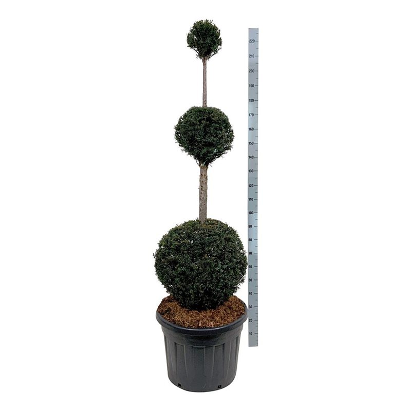 Planta naturala 3 ball H220cm Taxus baccata PS60/ in pamant