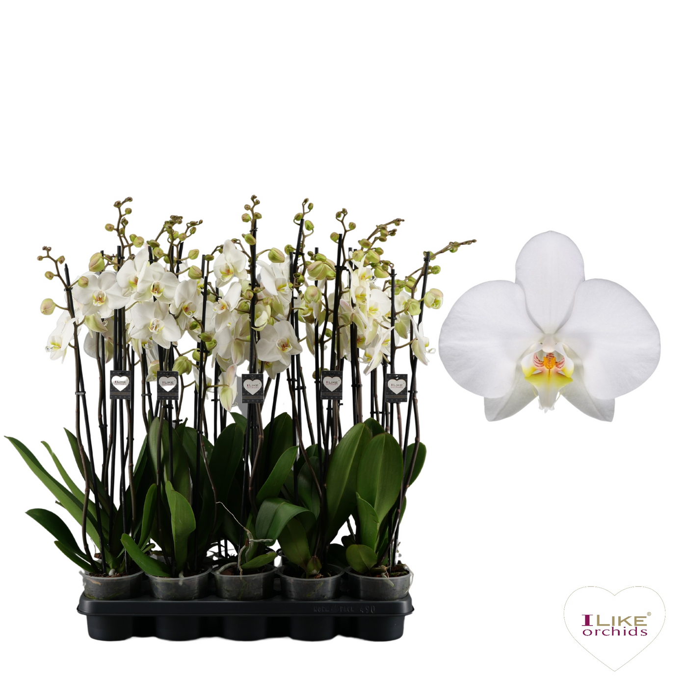 Planta naturala 3-Branch White H75cm Phalaenopsis Leeds PS12/ in pamant