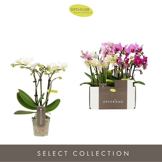 Planta naturala 3-Branches 5 Colors H25cm Phalaenopsis Multiflora Optifriend mix PS7/ in pamant