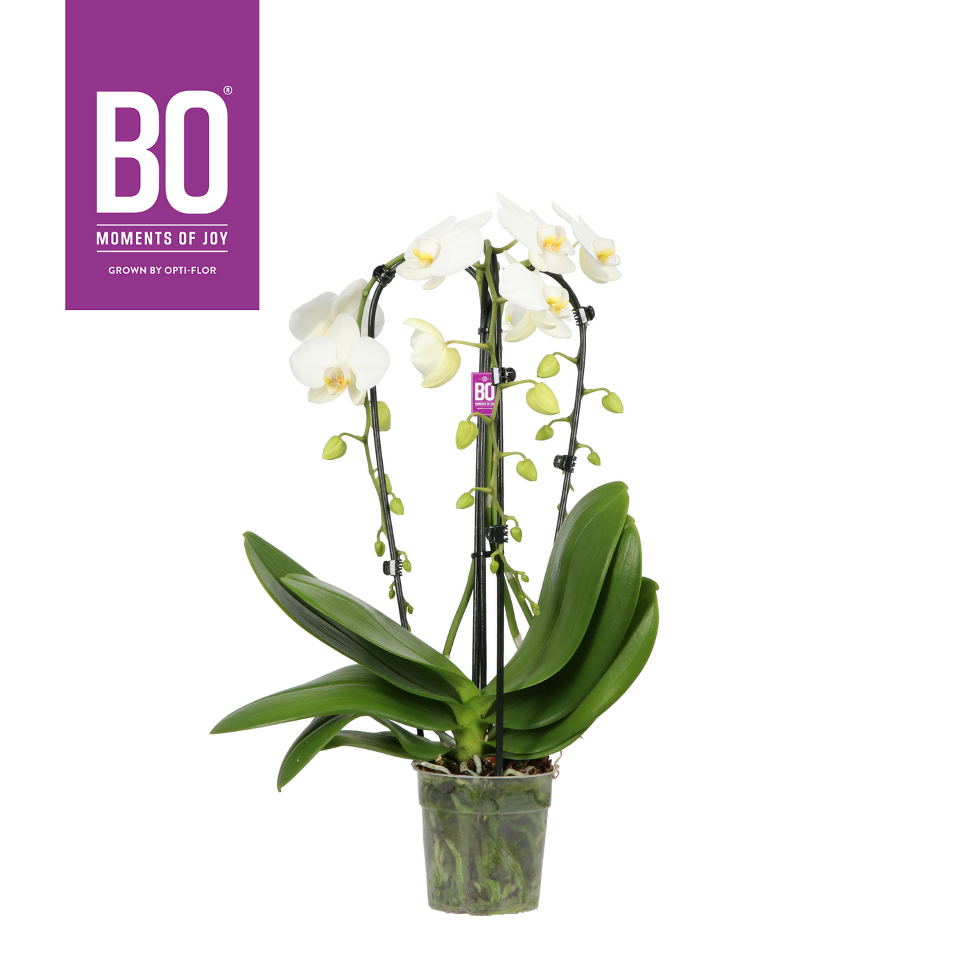 Planta naturala 3-Branches cascade White H60cm Phalaenopsis overig wit PS12/ in pamant