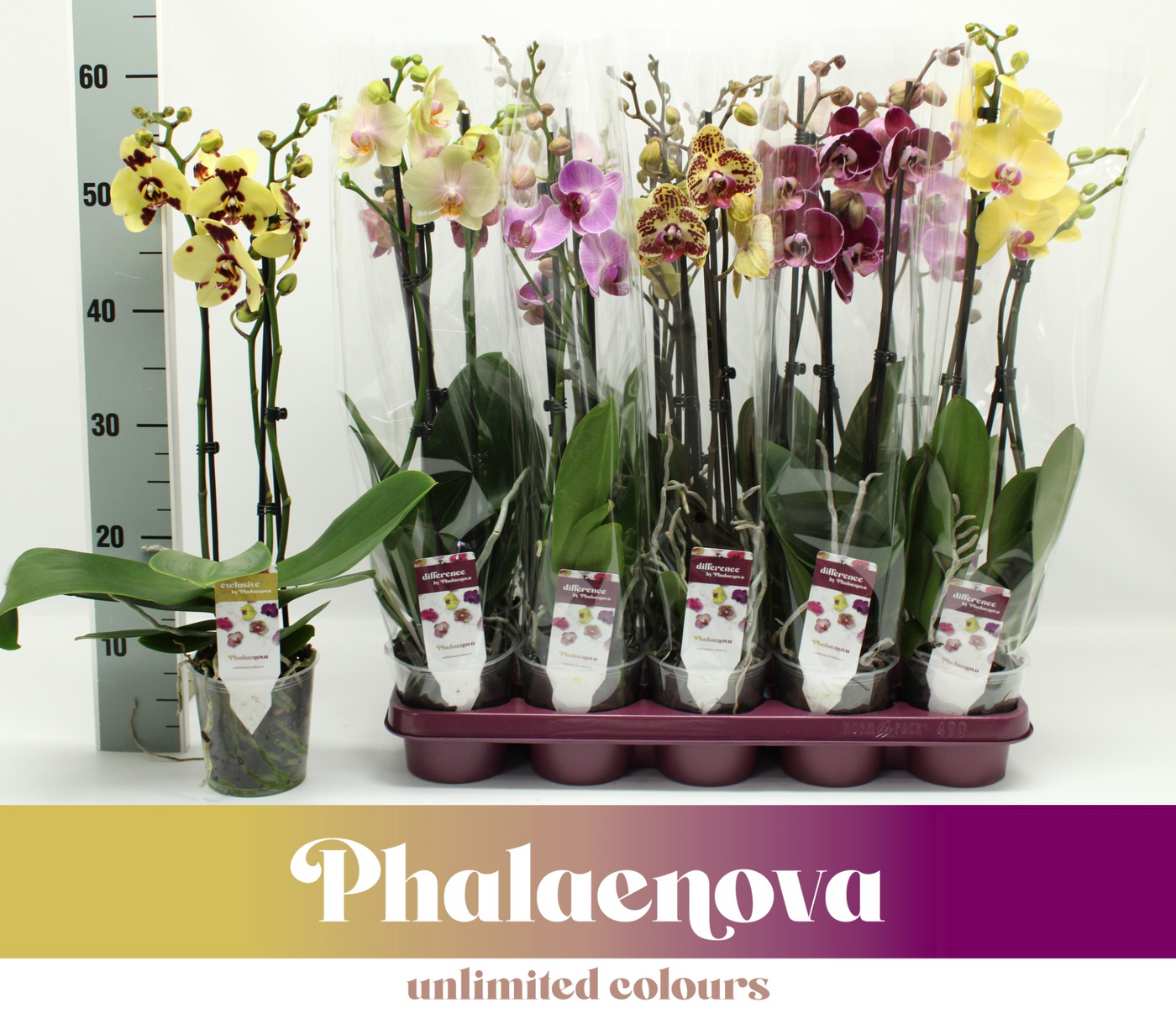 Planta naturala 3-Branches H60cm Phalaenopsis mix PS12/ in pamant