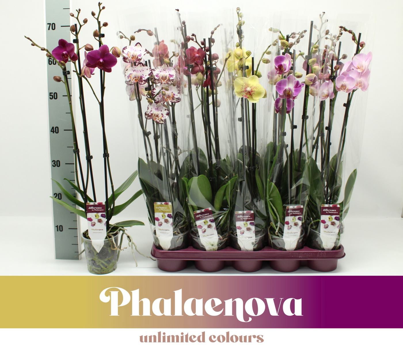 Planta naturala 3-Branches H65cm Phalaenopsis mix PS12/ in pamant