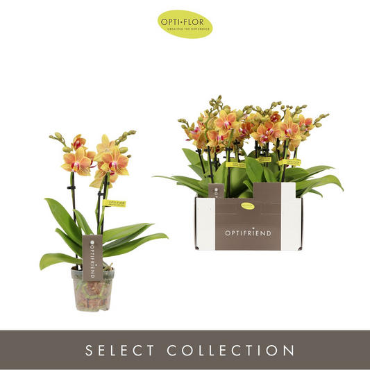 Planta naturala 3-Branches Orange H25cm Phalaenopsis Multiflora Optifriend Indy PS7/ in pamant