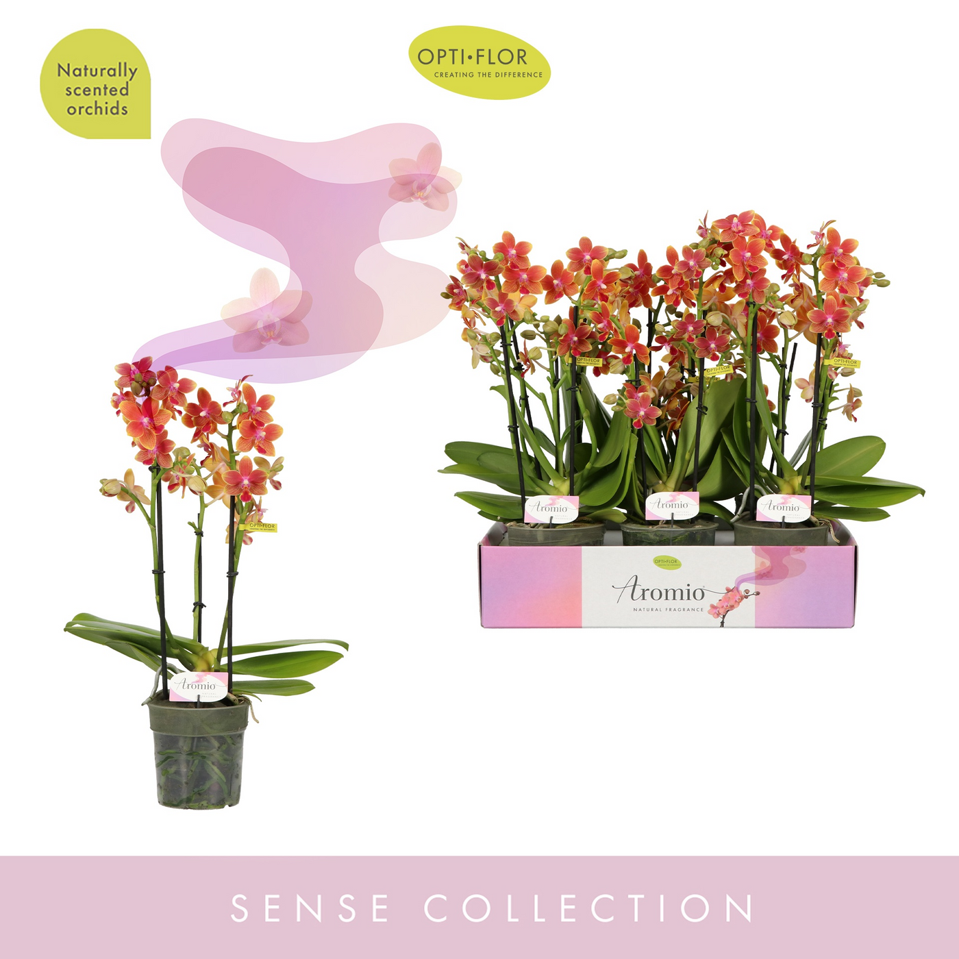 Planta naturala 3-Branches Orange H35cm Phalaenopsis Multiflora Aromio 'Tropical' PS12/ in pamant