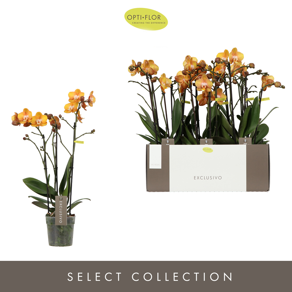 Planta naturala 3-Branches Orange H45cm Phalaenopsis Multifloratypes Exclusivo Anthura Las Vegas PS12/ in pamant