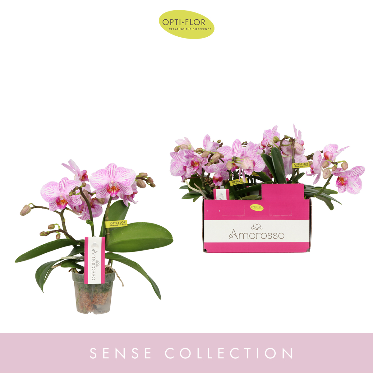 Planta naturala 3-Branches Pink H25cm Phalaenopsis Multiflora Amorosso Merlini PS7/ in pamant