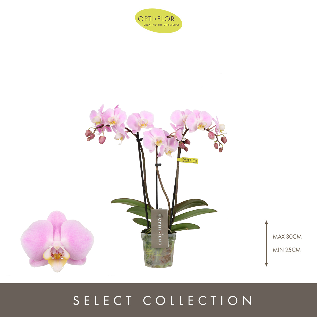 Planta naturala 3-Branches Pink H25cm Phalaenopsis Multiflora 'Fenna' PS7/ in pamant