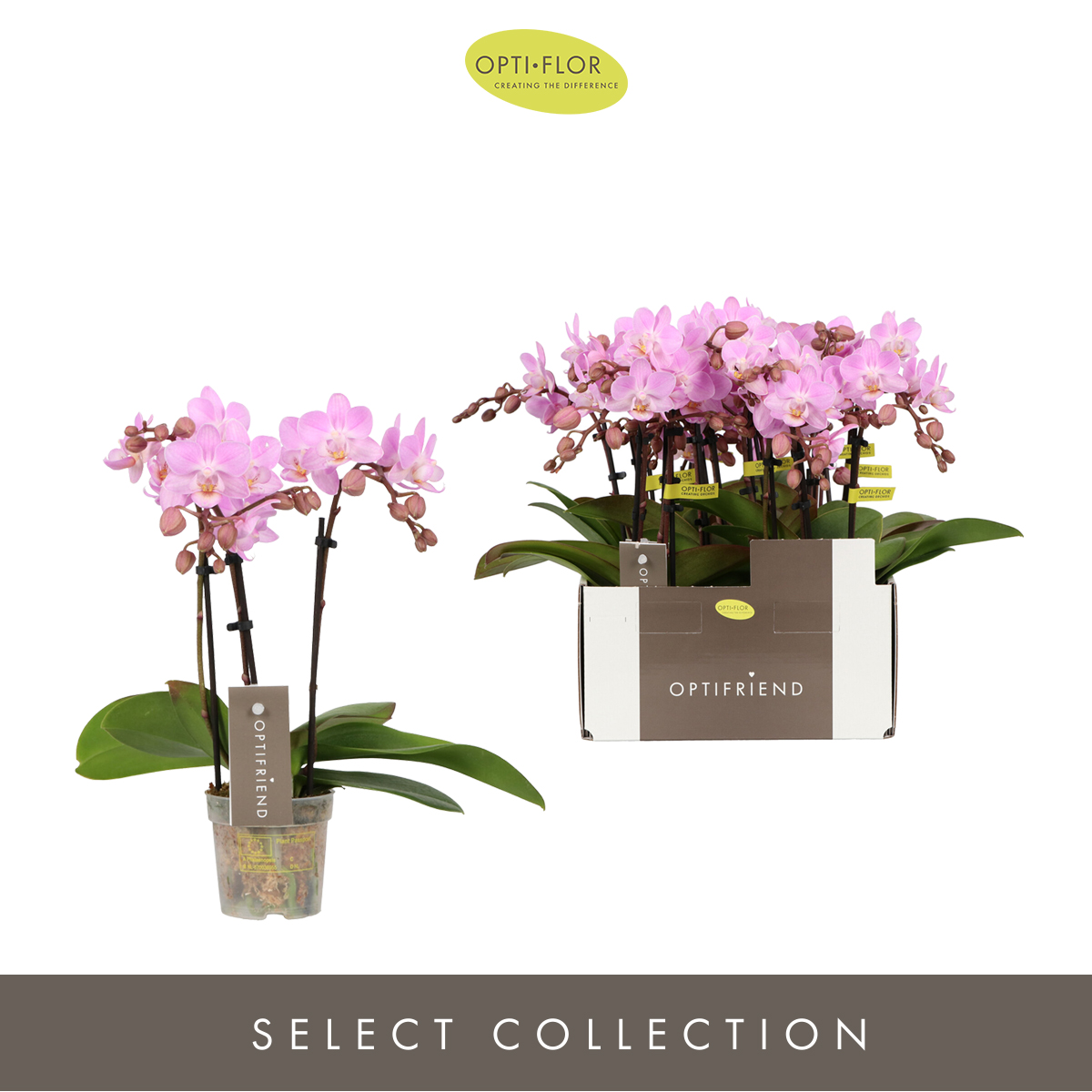 Planta naturala 3-Branches Pink H25cm Phalaenopsis Multiflora Optifriend Lieke PS7/ in pamant