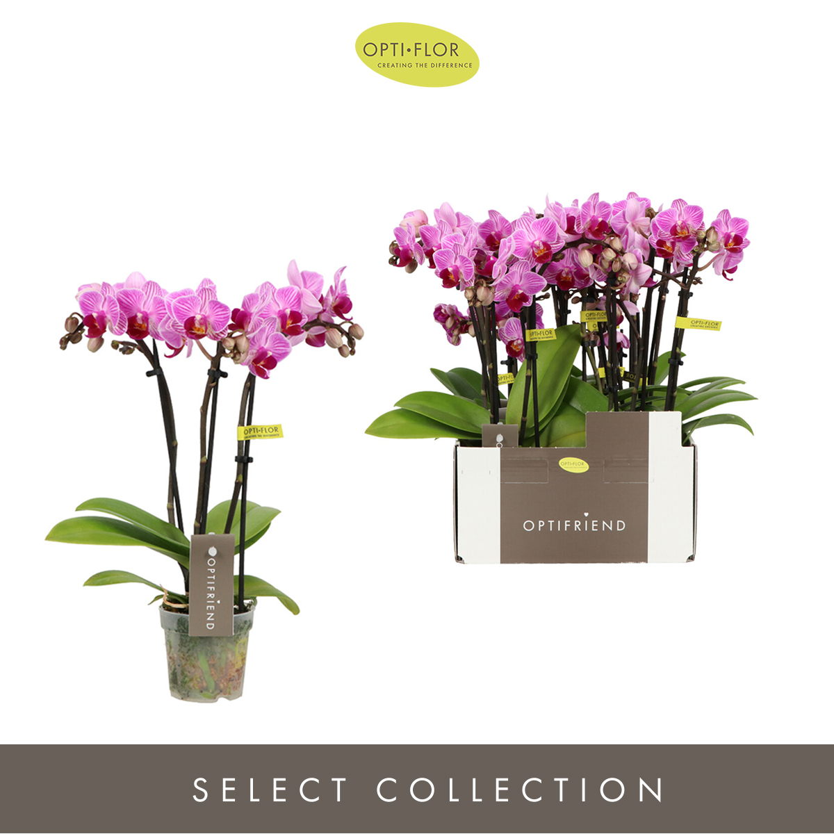 Planta naturala 3-Branches Pink H25cm Phalaenopsis Multiflora Optifriend Lotte PS7/ in pamant