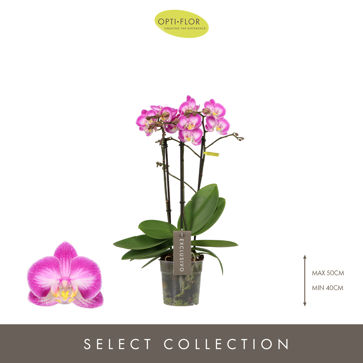 Planta naturala 3-Branches Pink H45cm Phalaenopsis Multiflora Exclusivo 'Cupido' PS12/ in pamant