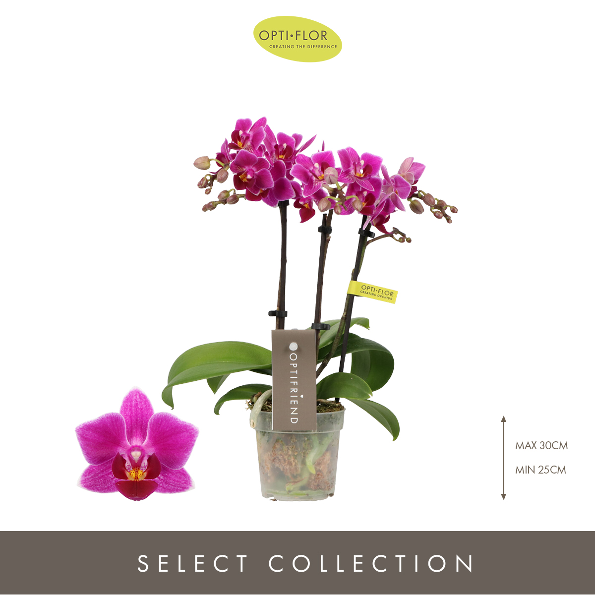 Planta naturala 3-Branches Purple H25cm Phalaenopsis Multiflora Optifriend Fay PS7/ in pamant