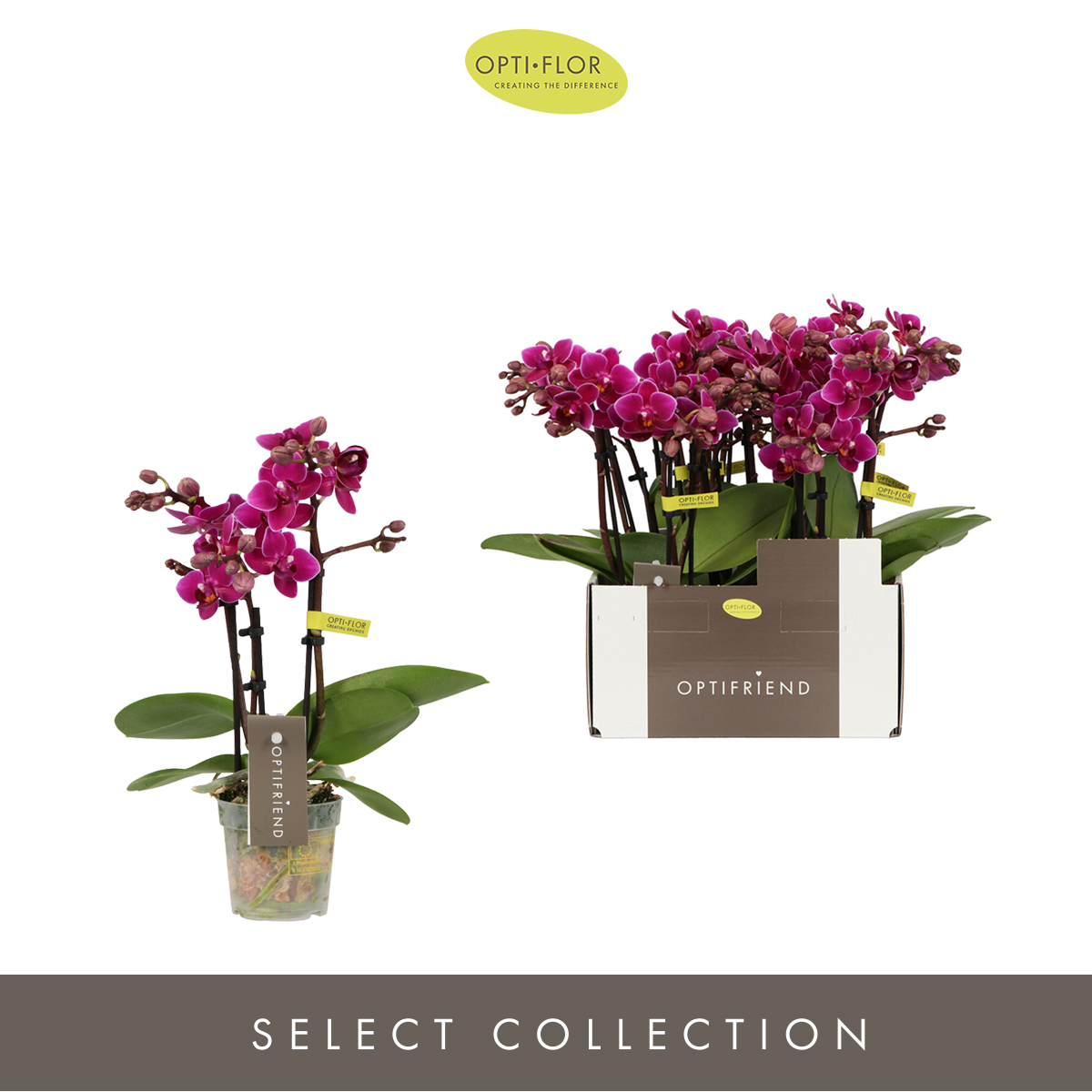 Planta naturala 3-Branches Purple H25cm Phalaenopsis Multiflora Optifriend Purple PS7/ in pamant