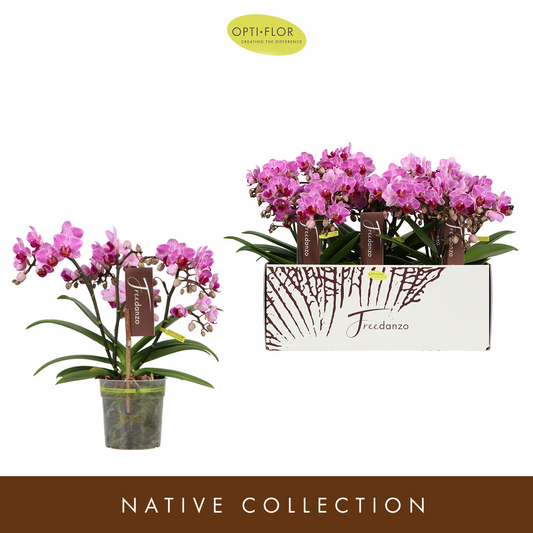 Planta naturala 3-Branches Purple H35cm Phalaenopsis Multiflora Freedanzo Robin PS12/ in pamant