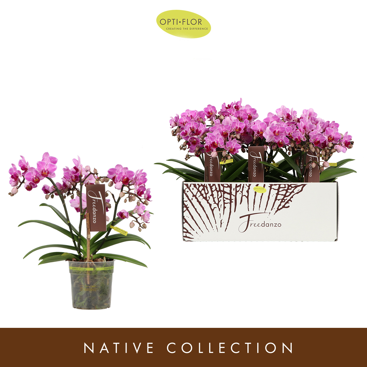 Planta naturala 3-Branches Purple H35cm Phalaenopsis Multiflora Freedanzo Robin PS12/ in pamant