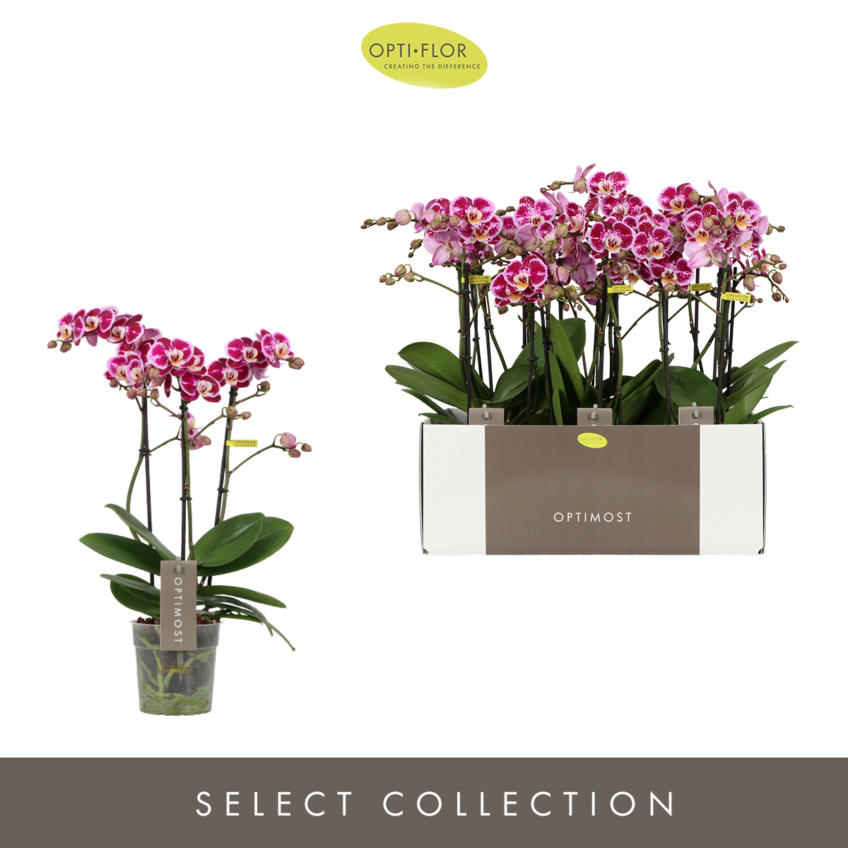 Planta naturala 3-Branches Purple/Pink H45cm Phalaenopsis Multifloratypes Bubbles PS12/ in pamant