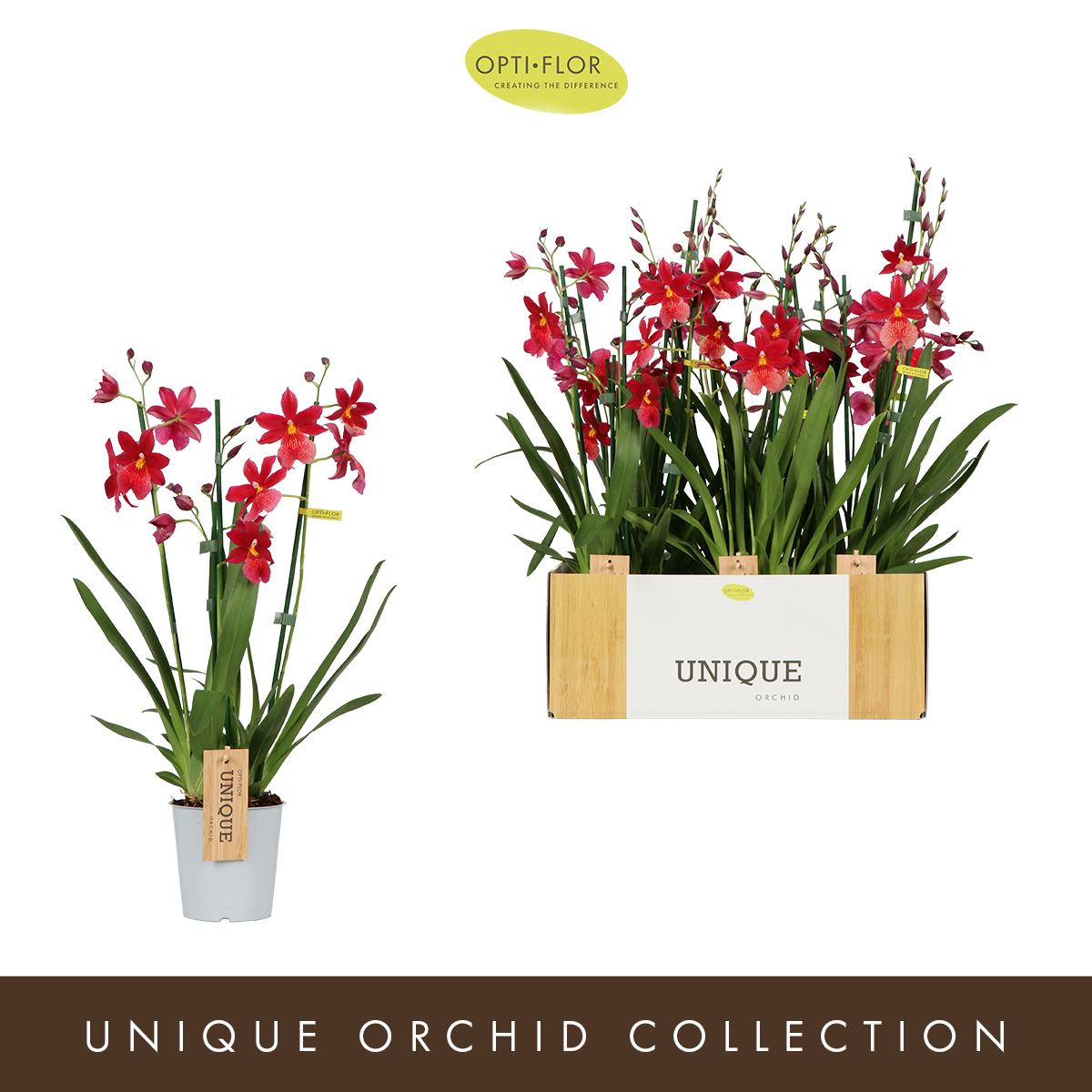 Planta naturala 3-Branches Red H60cm Cambria Nelly Isler PS12/ in pamant