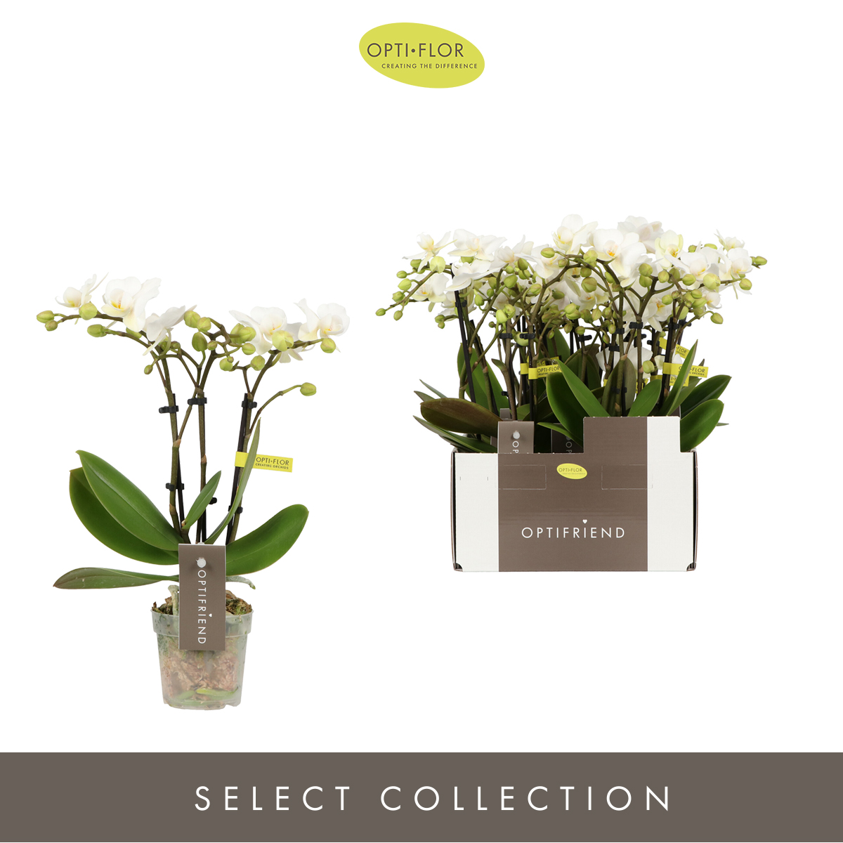 Planta naturala 3-Branches White H25cm Phalaenopsis Multiflora Optifriend White PS7/ in pamant