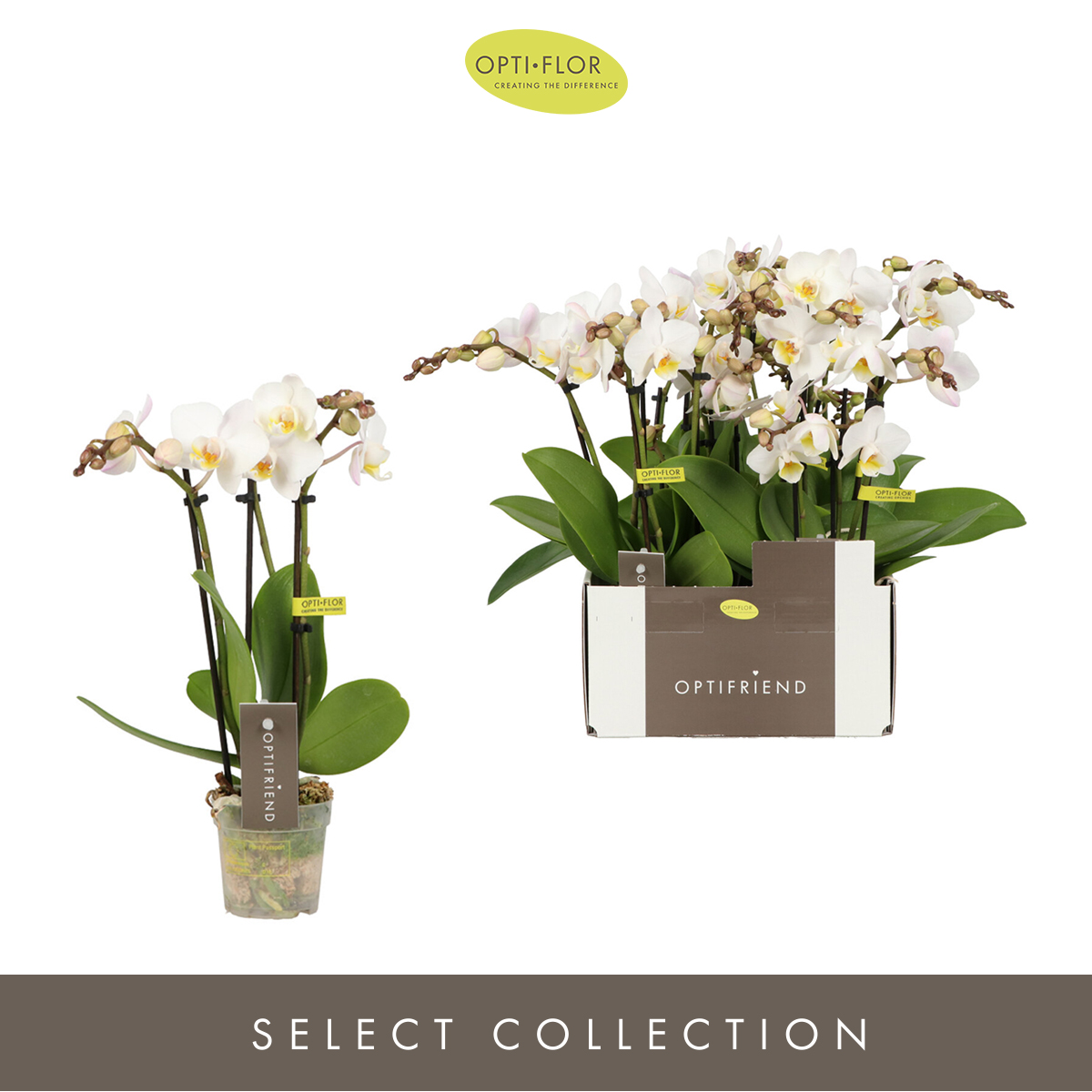 Planta naturala 3-Branches White H25cm Phalaenopsis Multiflora Optifriend Zoë PS7/ in pamant