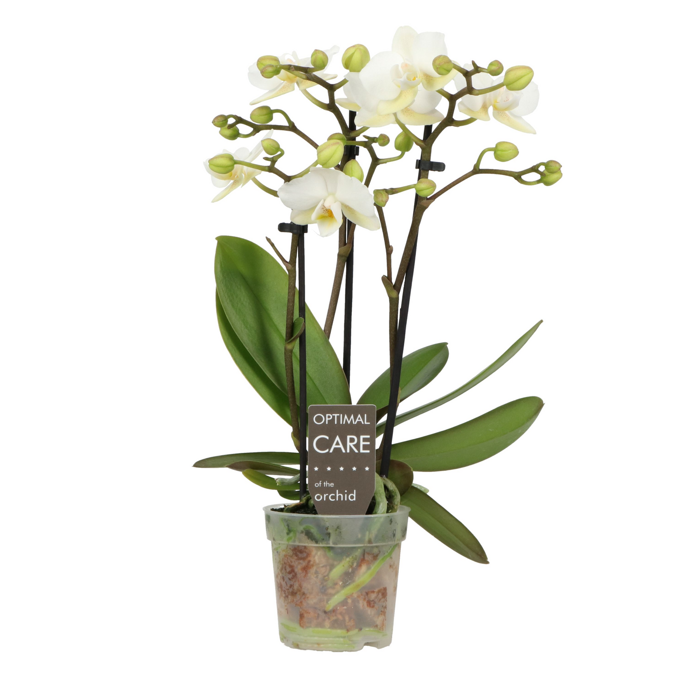 Planta naturala 3-Branches White H25cm Phalaenopsis Multiflora Sweety Sandra PS7/ in pamant