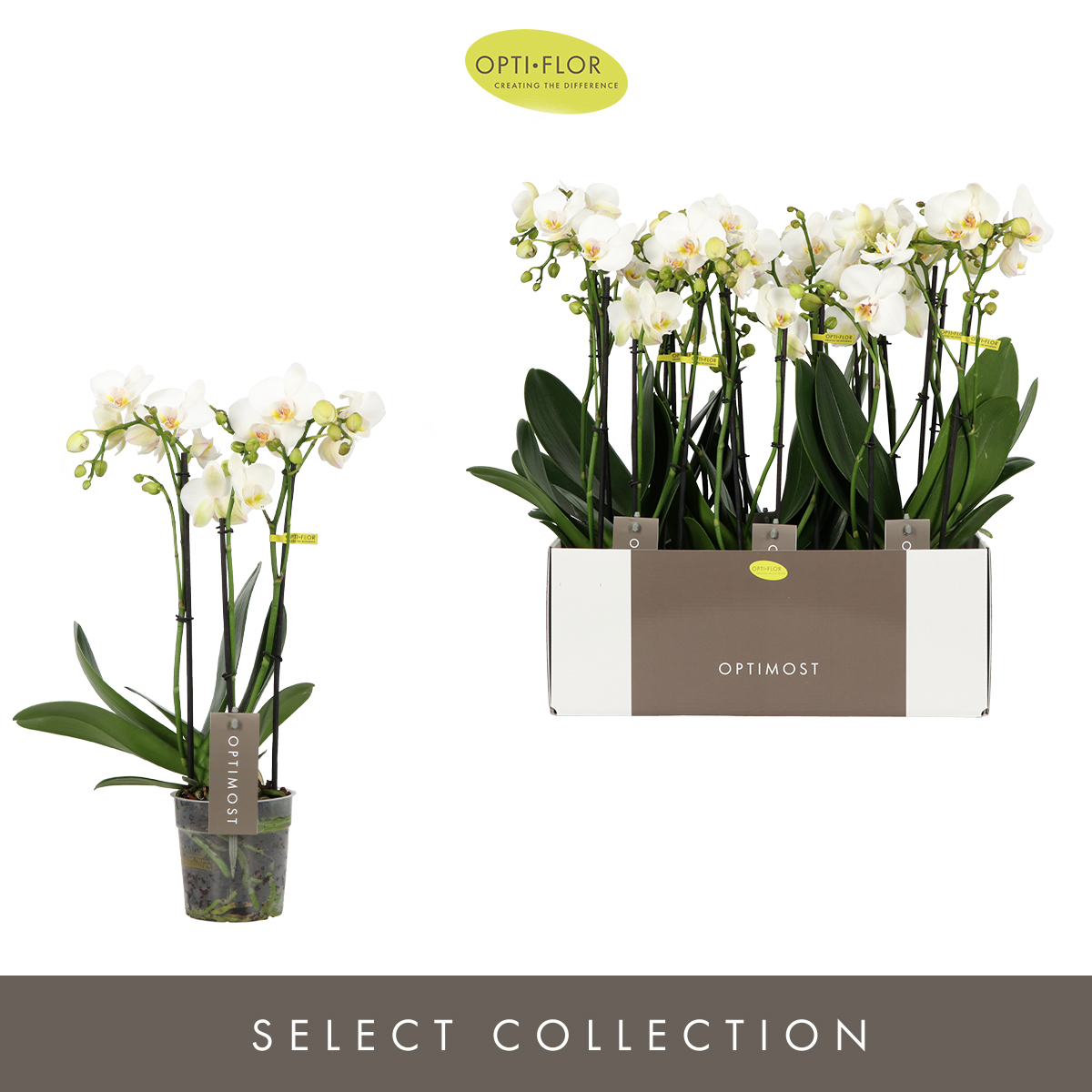 Planta naturala 3-Branches White H40cm Phalaenopsis Multifloratypes Optimost Helios PS12/ in pamant