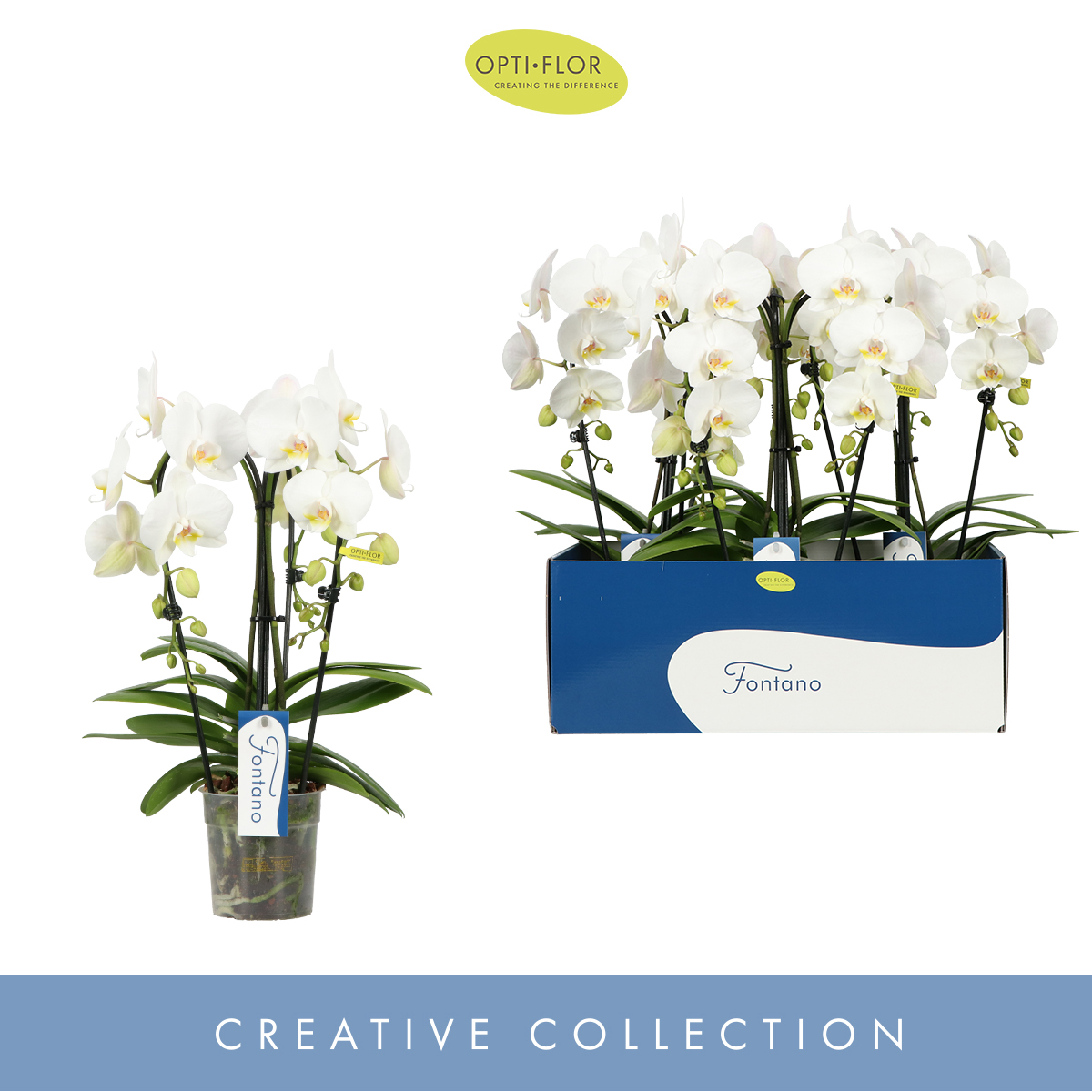 Planta naturala 3-Branches White H50cm Phalaenopsis Fontano Bellagio PS12/ in pamant