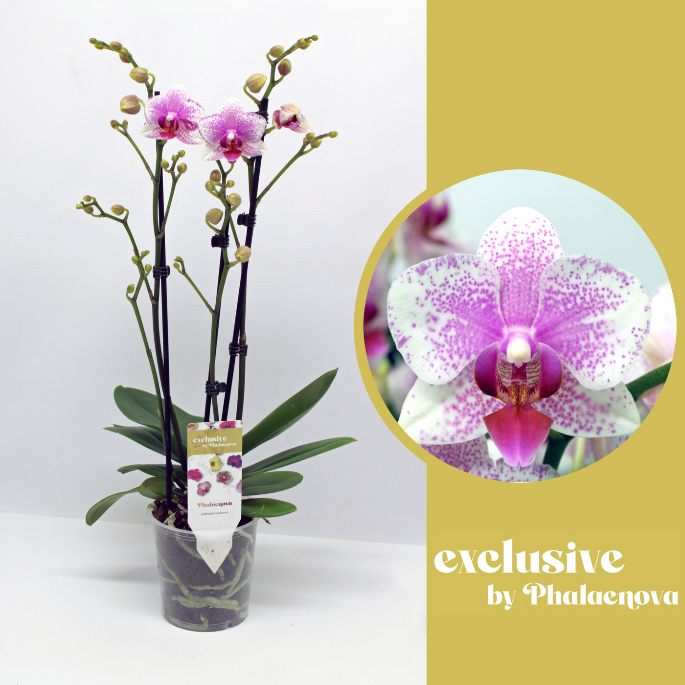 Planta naturala 3-Branches White H55cm Phalaenopsis Rotterdam PS12/ in pamant